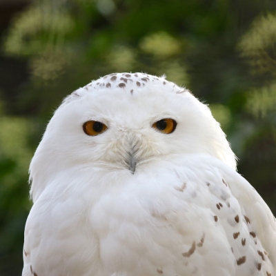 Sneeuwuil - De Zonnegloed - Dierenpark - Dieren opvangcentrum - Sanctuary
